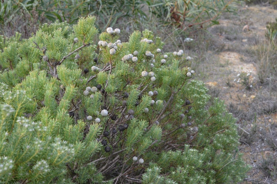 0 Bedroom Property for Sale in Fisherhaven Western Cape